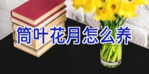 筒叶花月怎么养