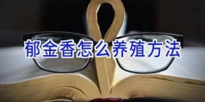 郁金香怎么养殖方法