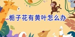 栀子花有黄叶怎么办