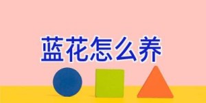 蓝花怎么养