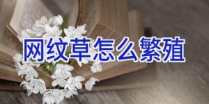 网纹草怎么繁殖