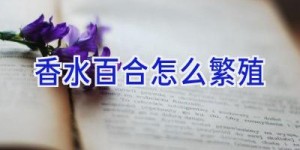 香水百合怎么繁殖