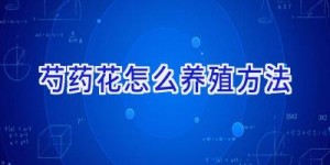 芍药花怎么养殖方法