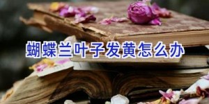 蝴蝶兰叶子发黄怎么办