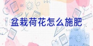 盆栽荷花怎么施肥