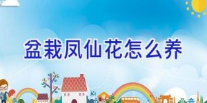 盆栽凤仙花怎么养