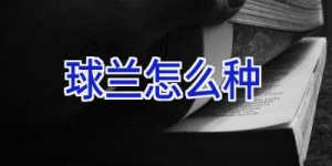 球兰怎么种