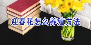 迎春花怎么养殖方法