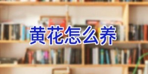 黄花怎么养