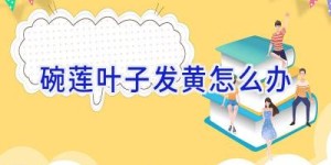 碗莲叶子发黄怎么办