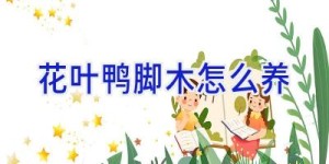 花叶鸭脚木怎么养