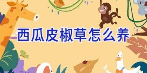 西瓜皮椒草怎么养