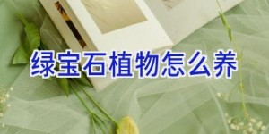 绿宝石植物怎么养