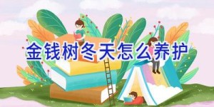 金钱树冬天怎么养护