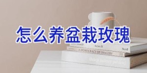 怎么养盆栽玫瑰