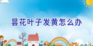 昙花叶子发黄怎么办