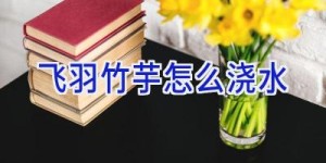 飞羽竹芋怎么浇水