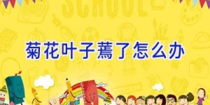 菊花叶子蔫了怎么办