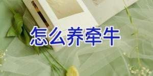 怎么养牵牛