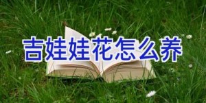 吉娃娃花怎么养