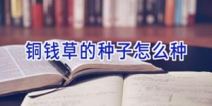 铜钱草的种子怎么种