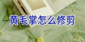 黄毛掌怎么修剪