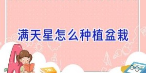 满天星怎么种植盆栽