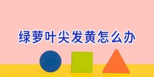 绿萝叶尖发黄怎么办