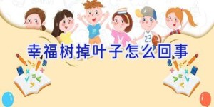 幸福树掉叶子怎么回事