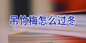 吊竹梅怎么过冬