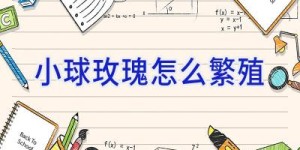 小球玫瑰怎么繁殖