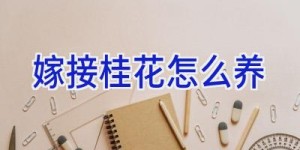 嫁接桂花怎么养