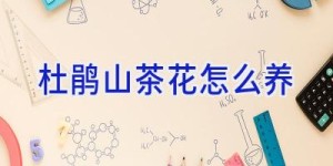 杜鹃山茶花怎么养