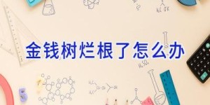 金钱树烂根了怎么办