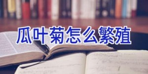 瓜叶菊怎么繁殖