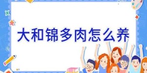 大和锦多肉怎么养