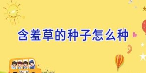 含羞草的种子怎么种