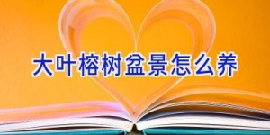 大叶榕树盆景怎么养