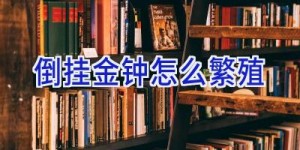 倒挂金钟怎么繁殖