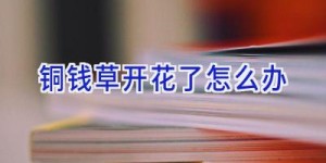 铜钱草开花了怎么办