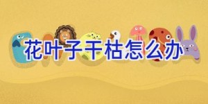 花叶子干枯怎么办