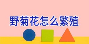 野菊花怎么繁殖