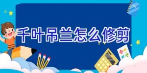 千叶吊兰怎么修剪