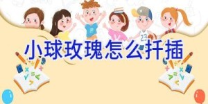 小球玫瑰怎么扦插