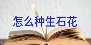 怎么种生石花