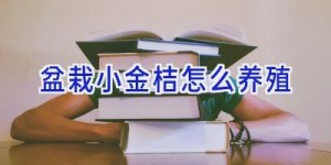 盆栽小金桔怎么养殖