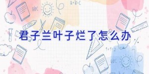 君子兰叶子烂了怎么办