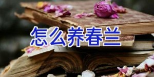 怎么养春兰