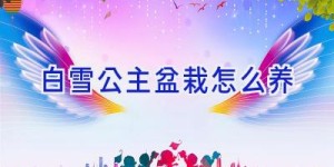 白雪公主盆栽怎么养