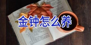 金钟怎么养
